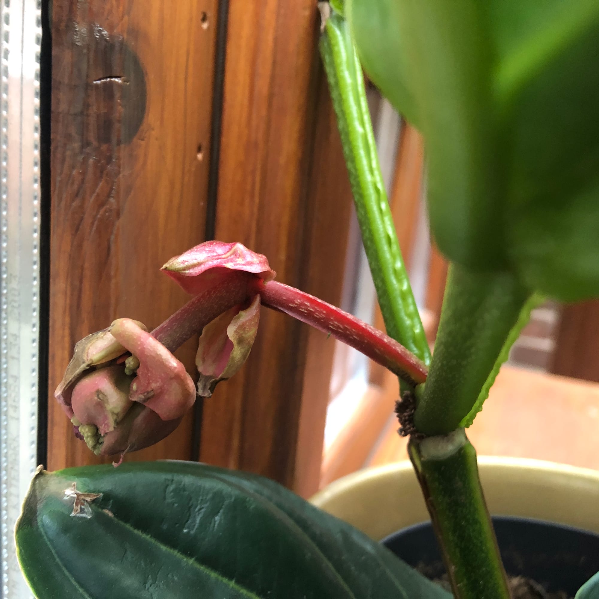 How To Grow Healthy Medinilla Magnifica