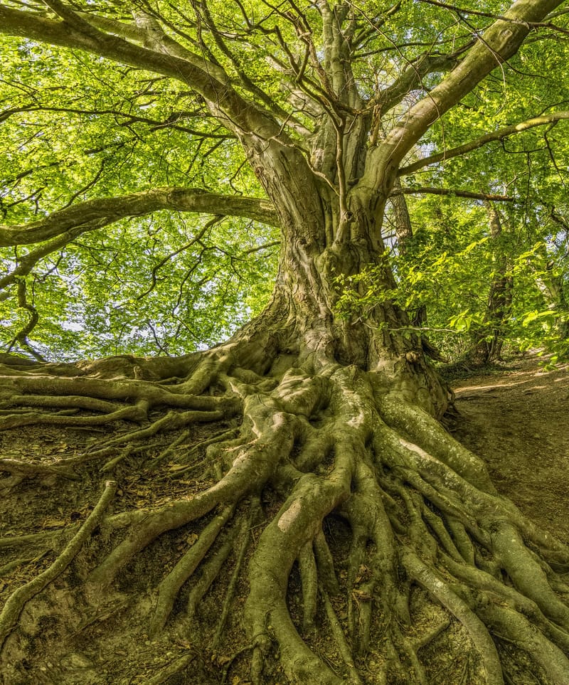 2a. Rooted and Grounded