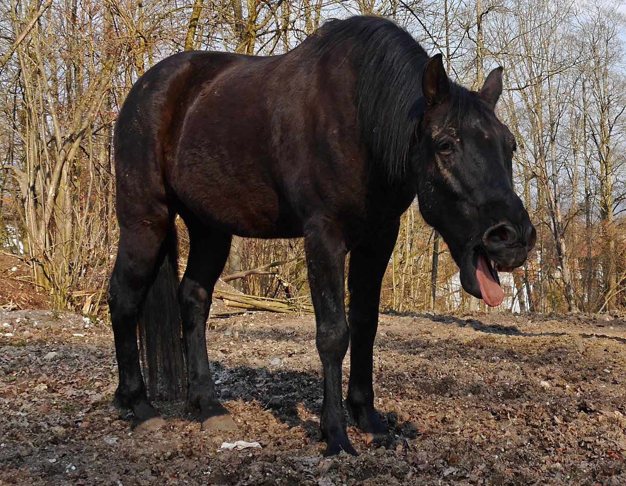 Que faire lorsque mon cheval tousse ? - VET'EQUINE
