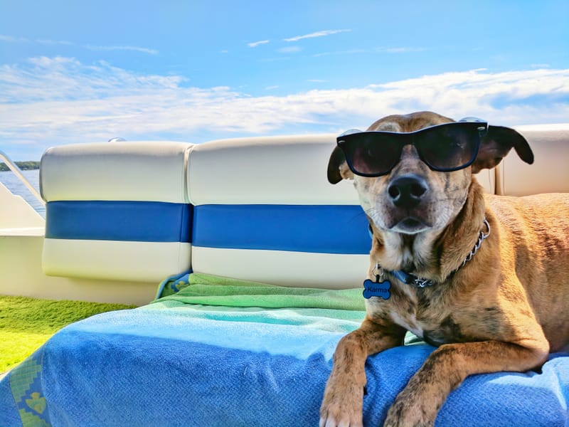 Traveling by air or car with your pet tips! - Lake Austin ...