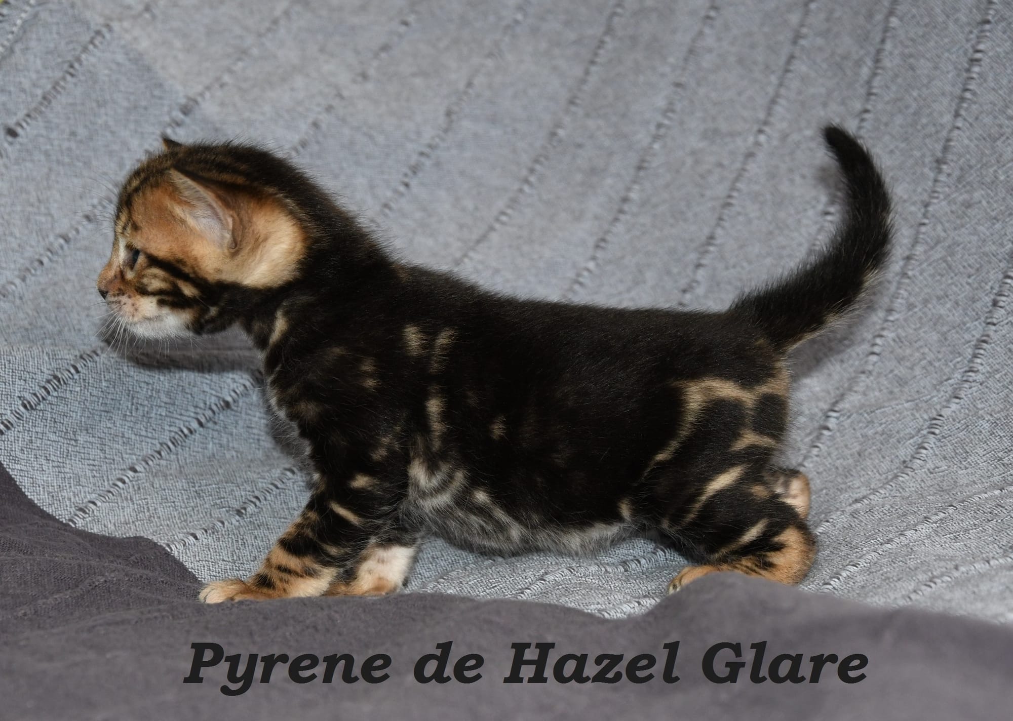 Pyrene de Hazel Glare