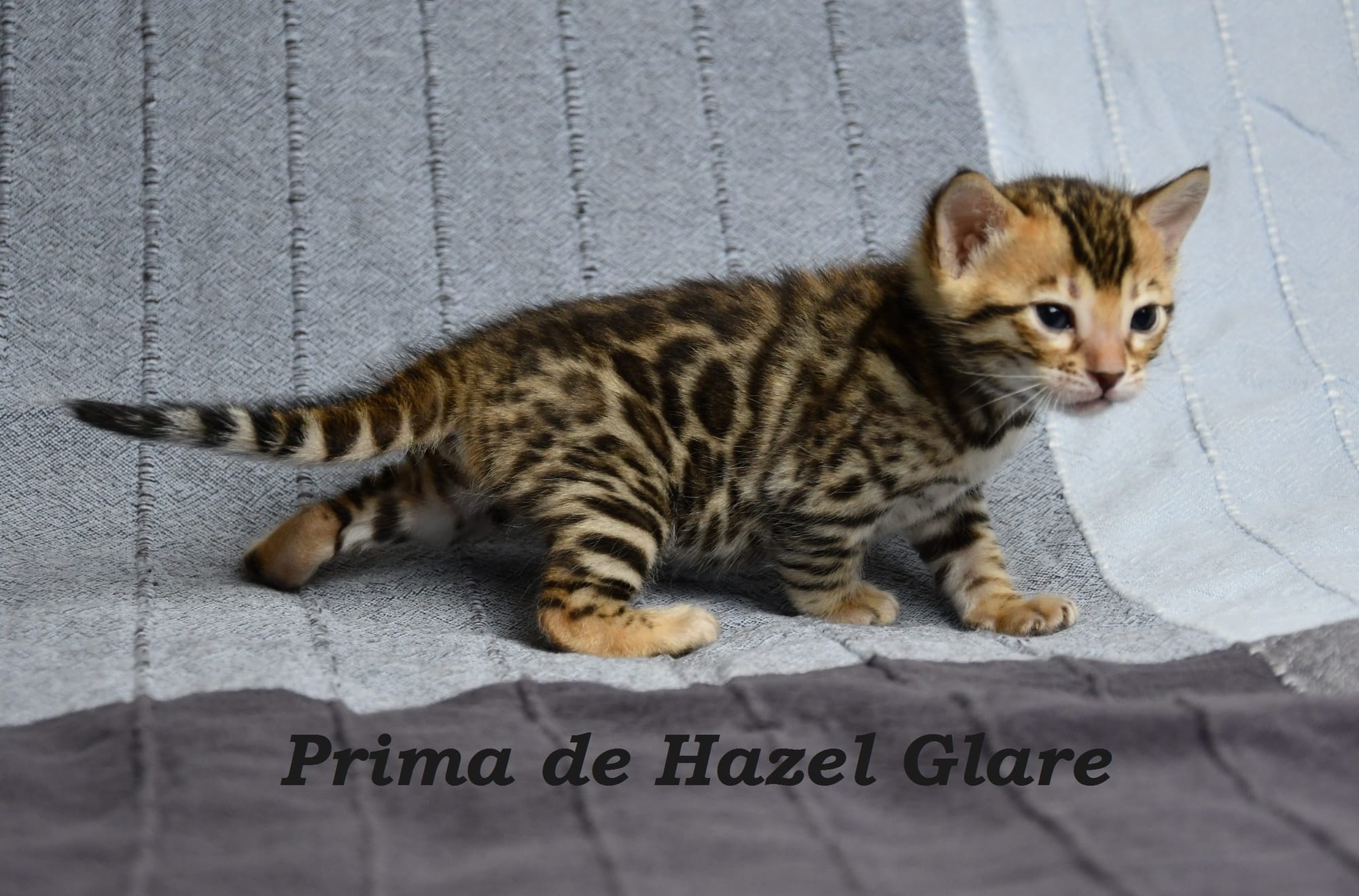 Prima de Hazel Glare