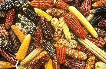 Maize or corn?