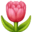 🌷