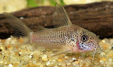 Corydoras - Alex's zebra