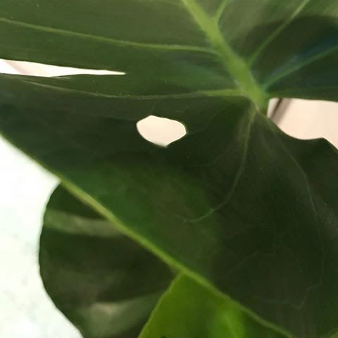 Top Tips For Monstera Deliciosa Cheese Plants