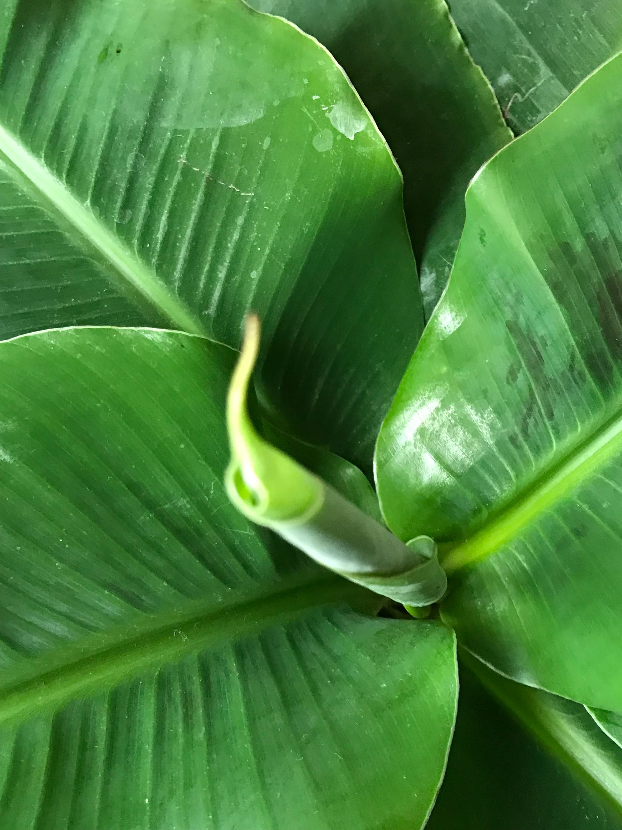 Growing Troubleshooting Indoor Banana Plants