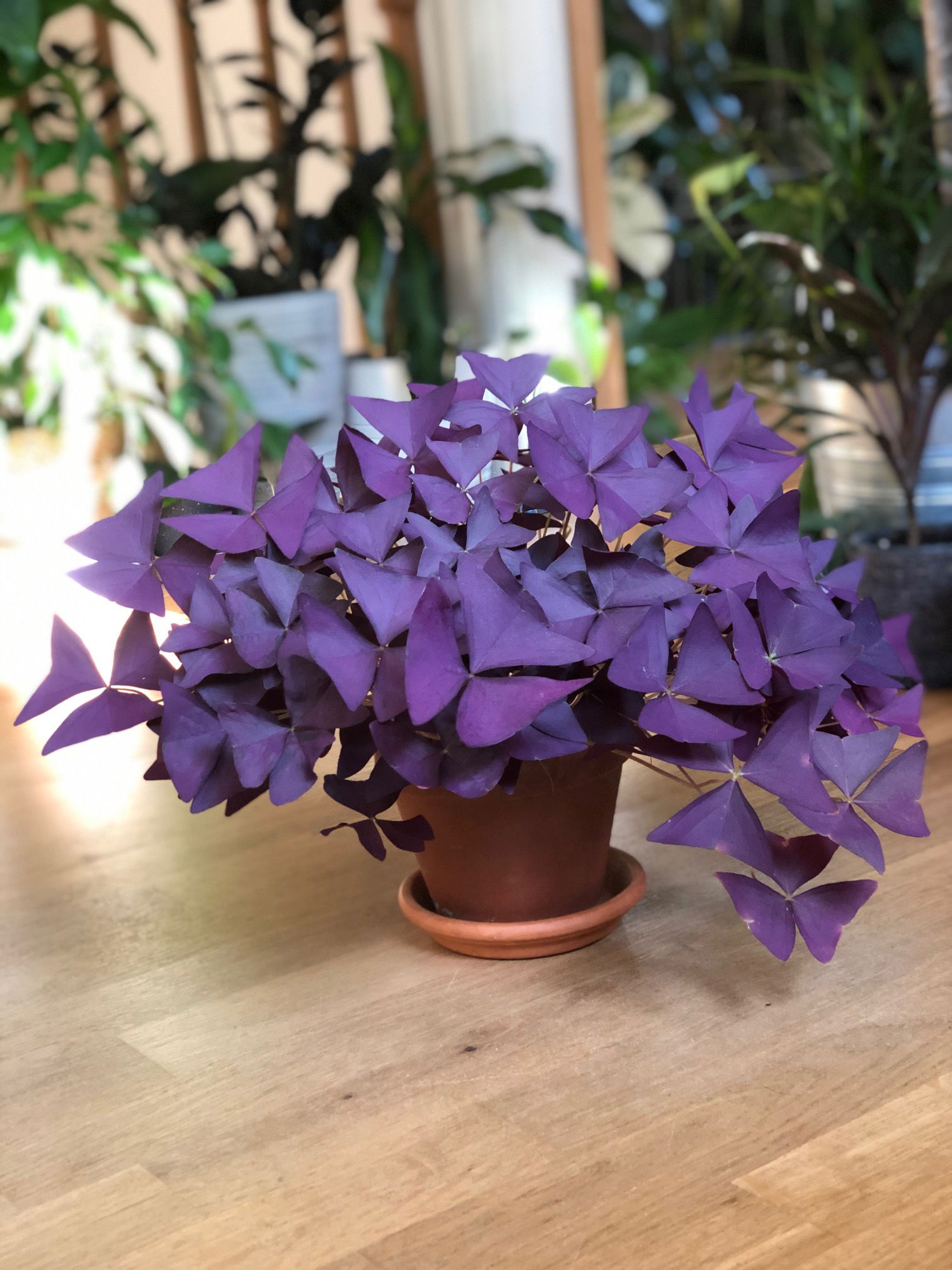 How To Successfully Grow Oxalis Triangularis