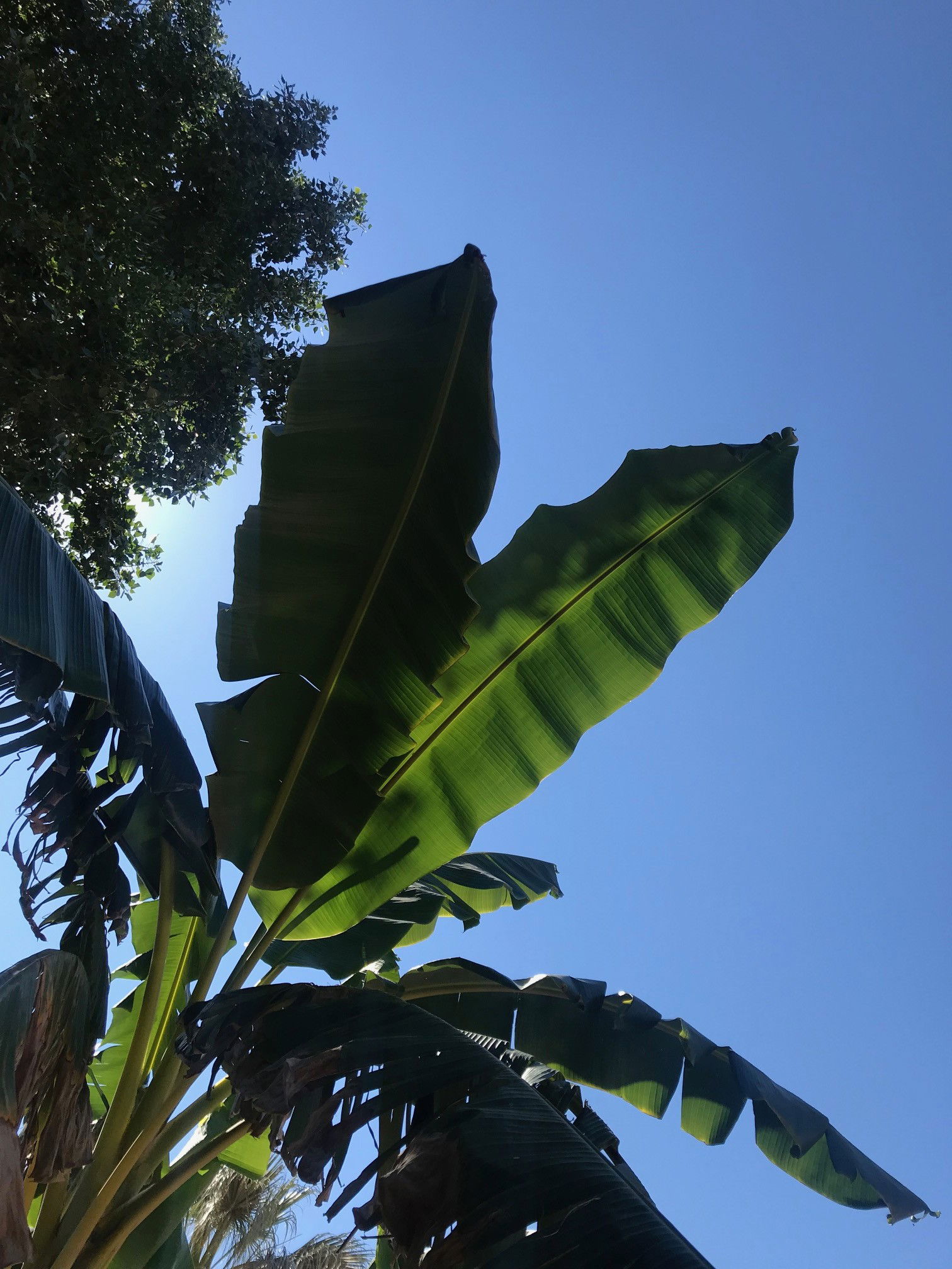 Growing Troubleshooting Indoor Banana Plants