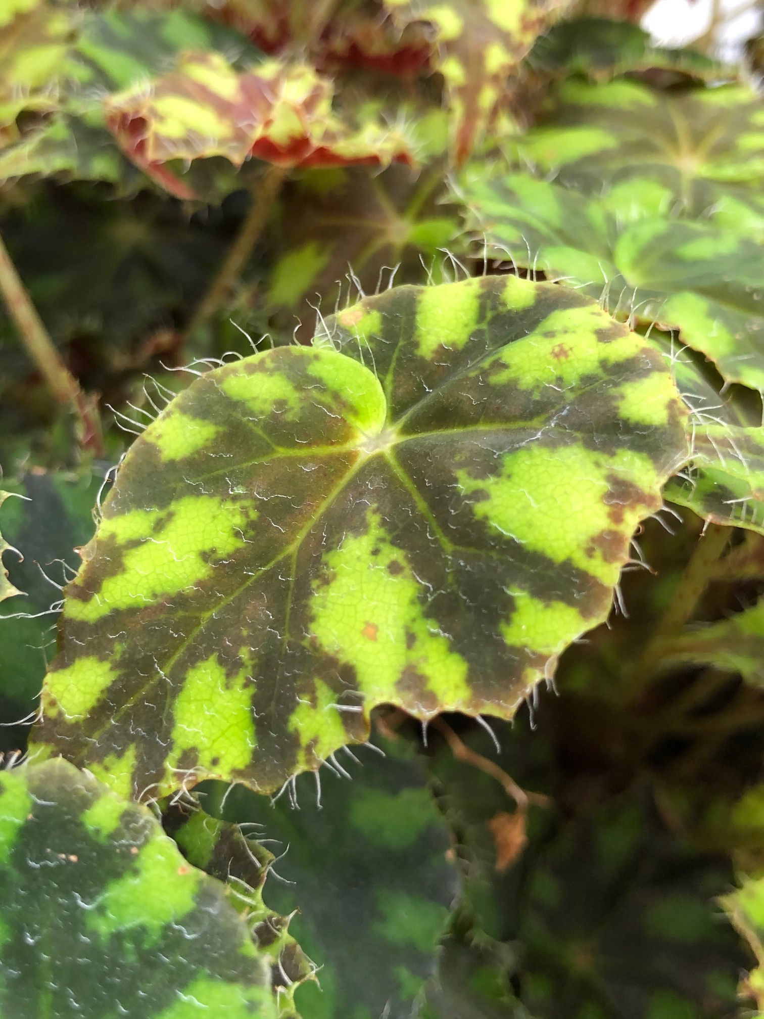 Our COMPLETE Guide For Indoor Begonia!