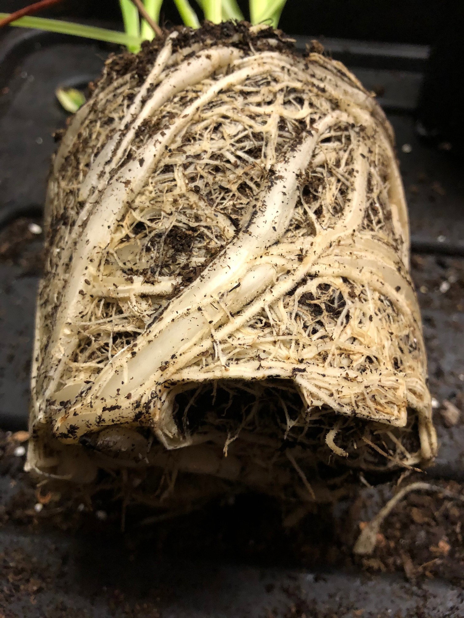 How to Successfully Grow Spider Plants!