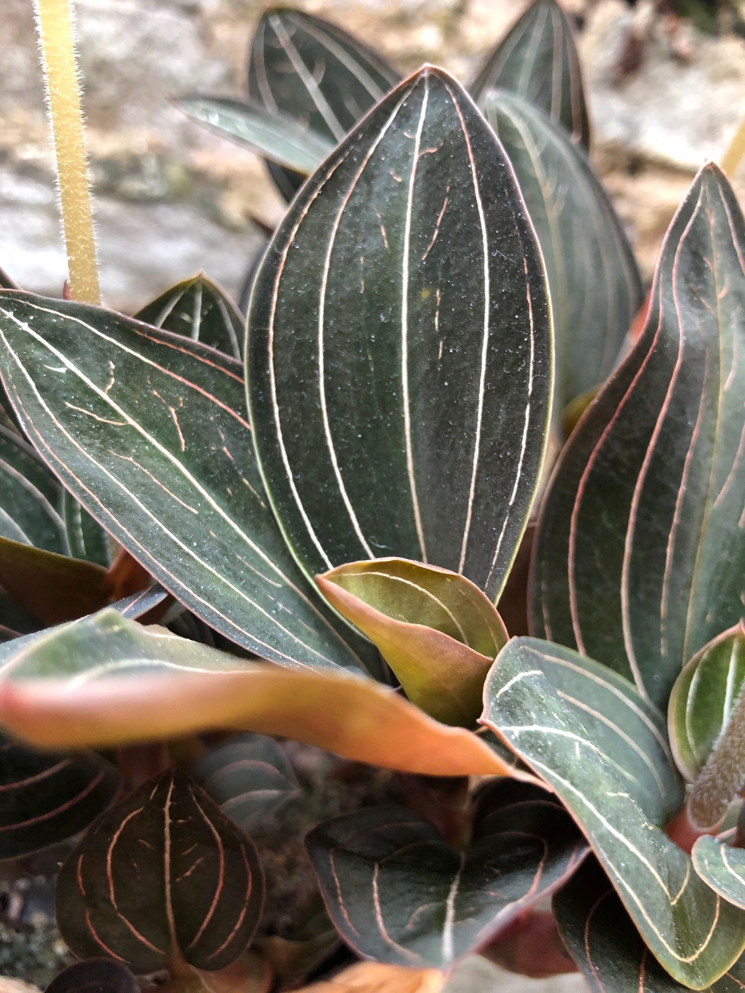 Enchanted Jewel: The Alluring Beauty Of Ludisia Discolor