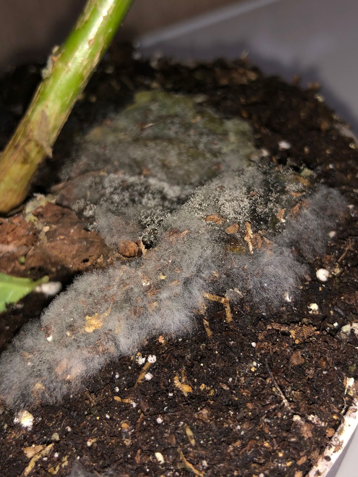 A List Of Houseplant Diseases Viruses