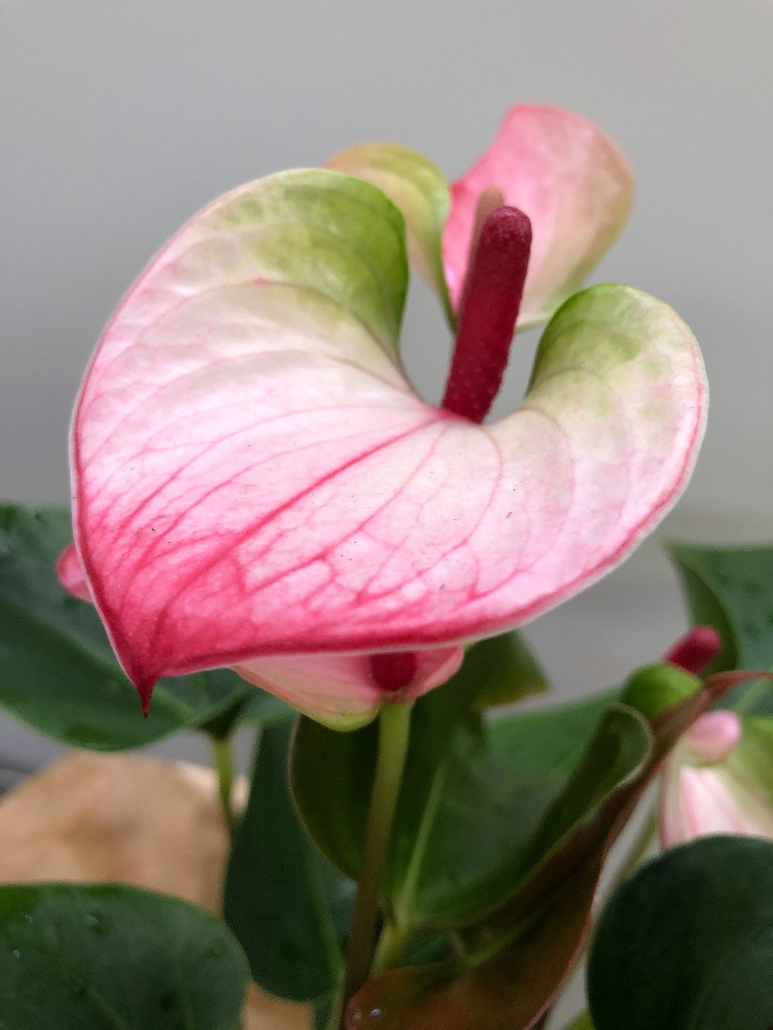 flamingo lily anthurium