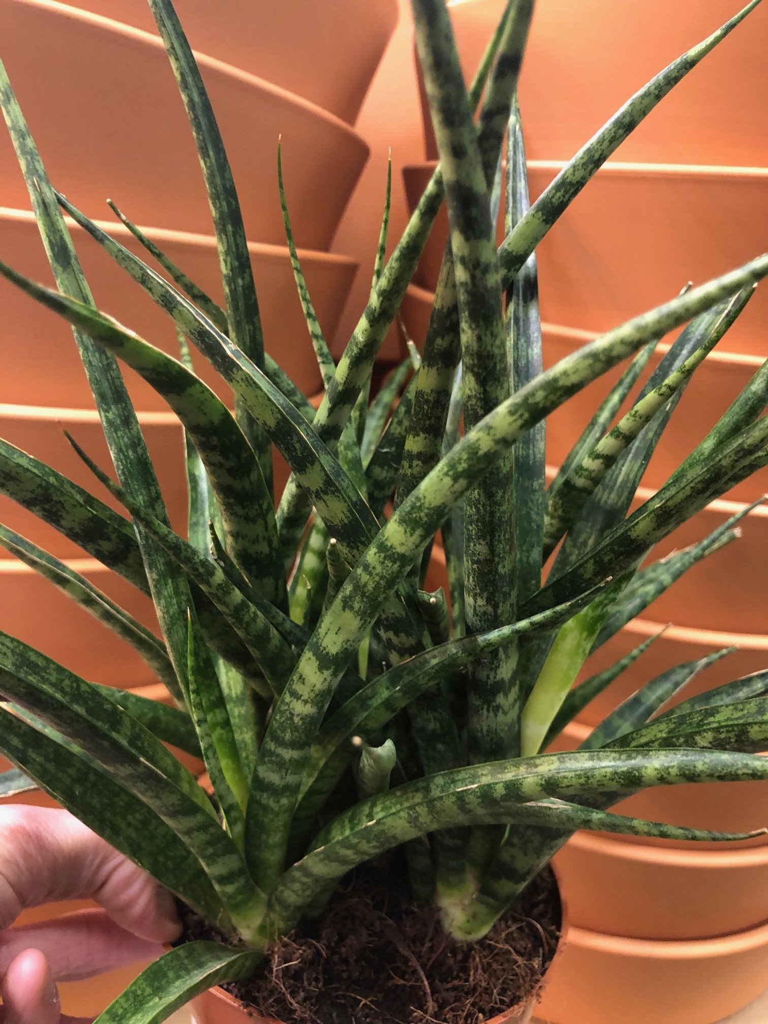 Sansevieria MotherinLaw�s Tongue
