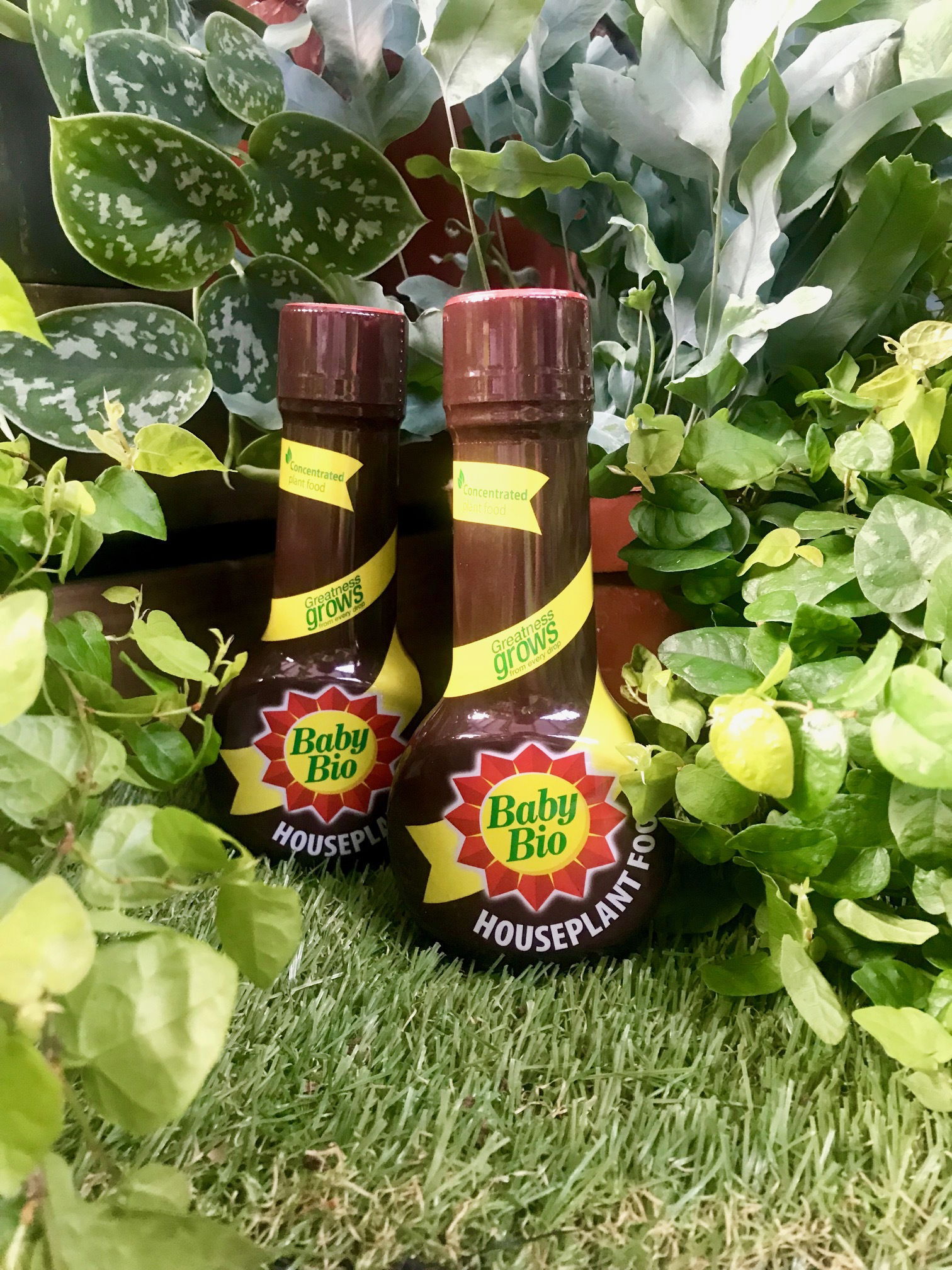 What Branded Fertiliser Is Best For My Houseplants