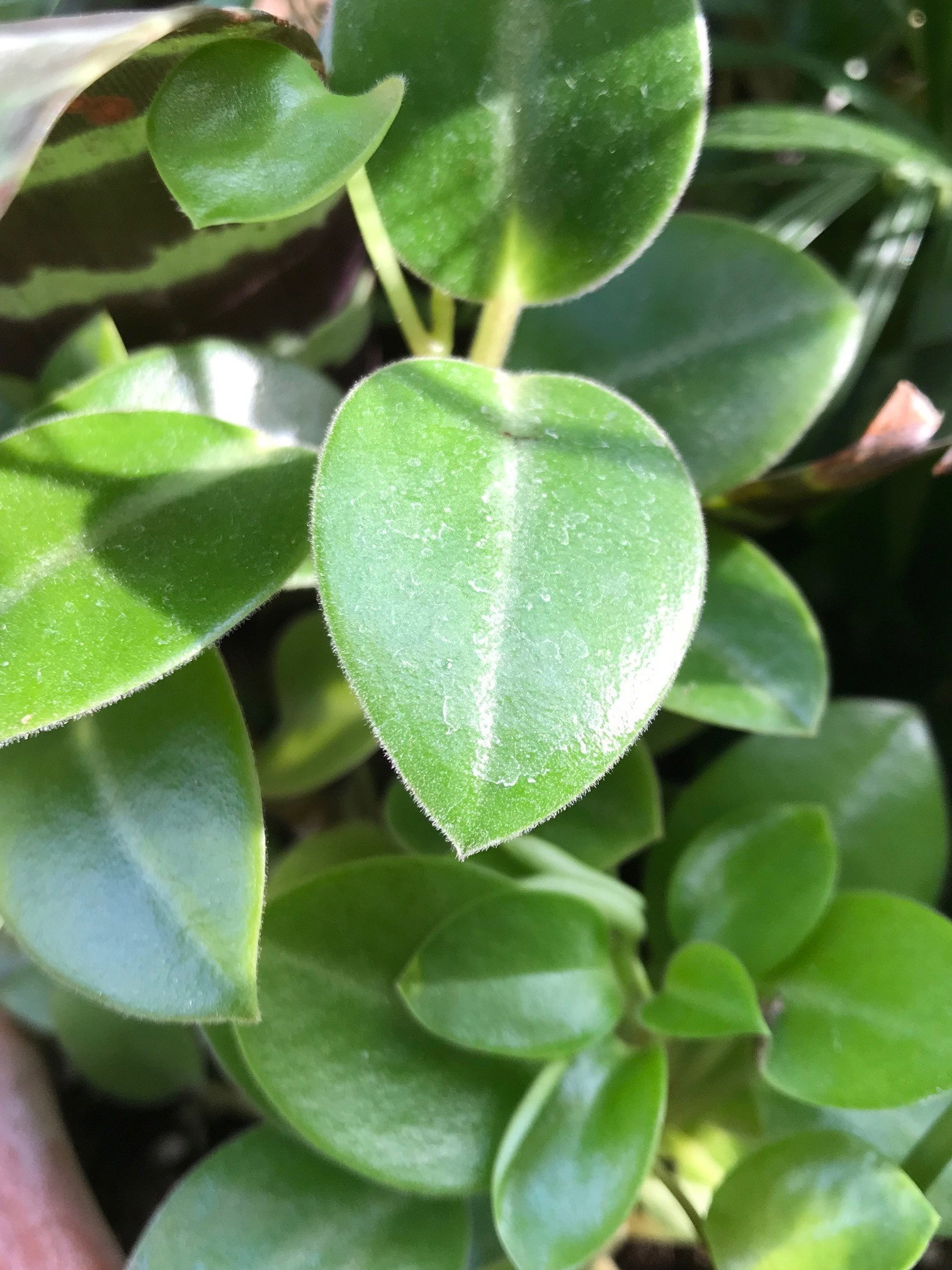 The ULTIMATE Guide for ALL Peperomia Species!