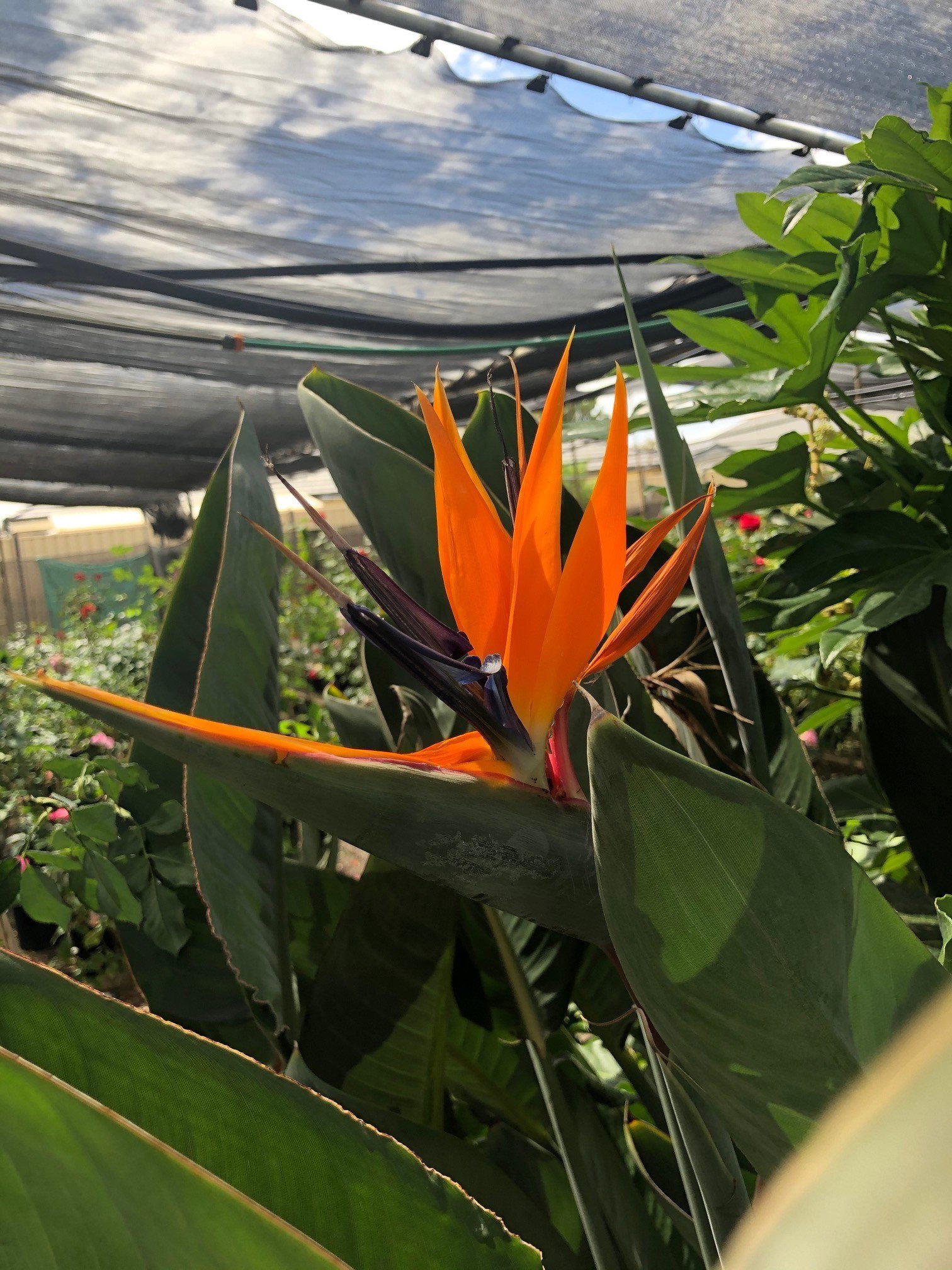 Bird of Paradise Strelitza