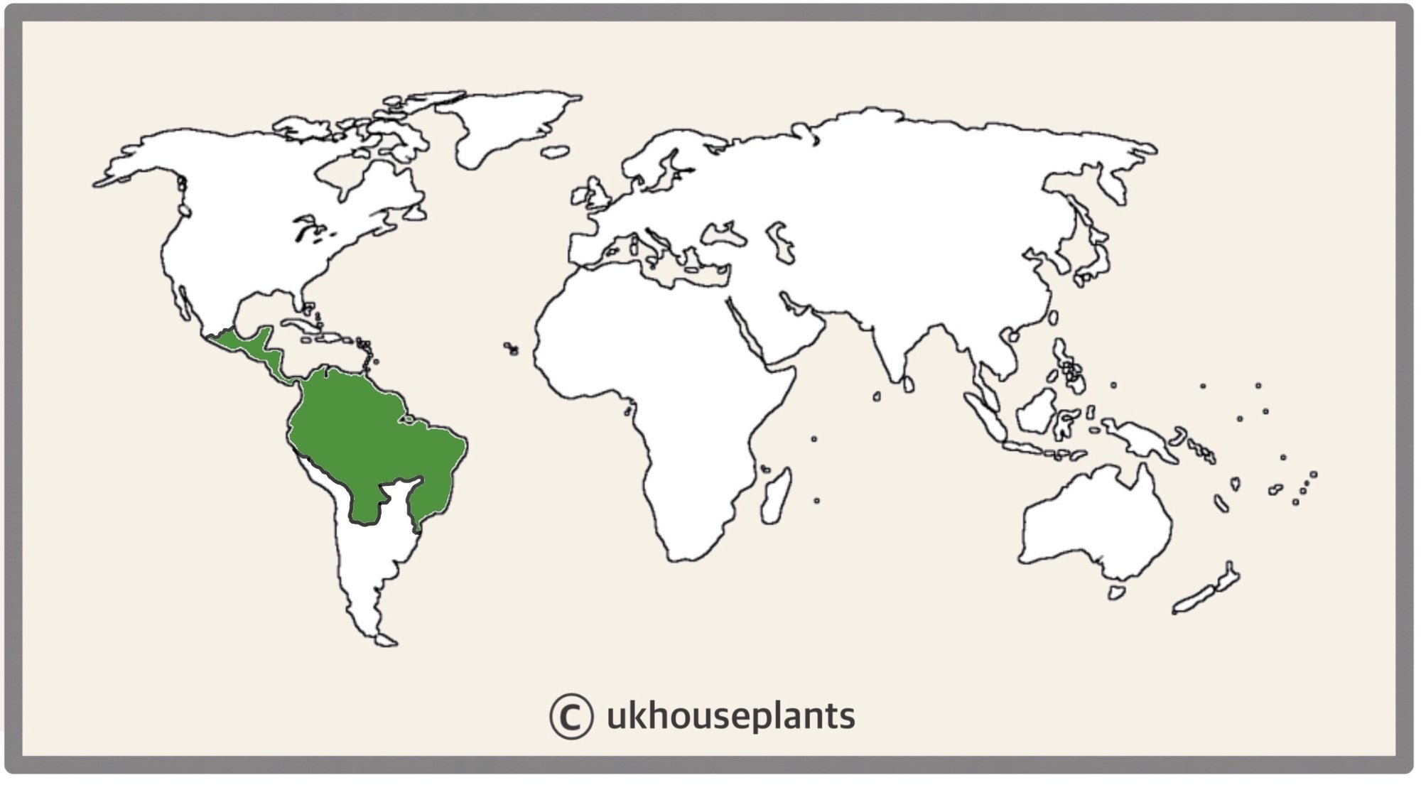 How to Care for Sensitive Plants! (Mimosa Pudica)