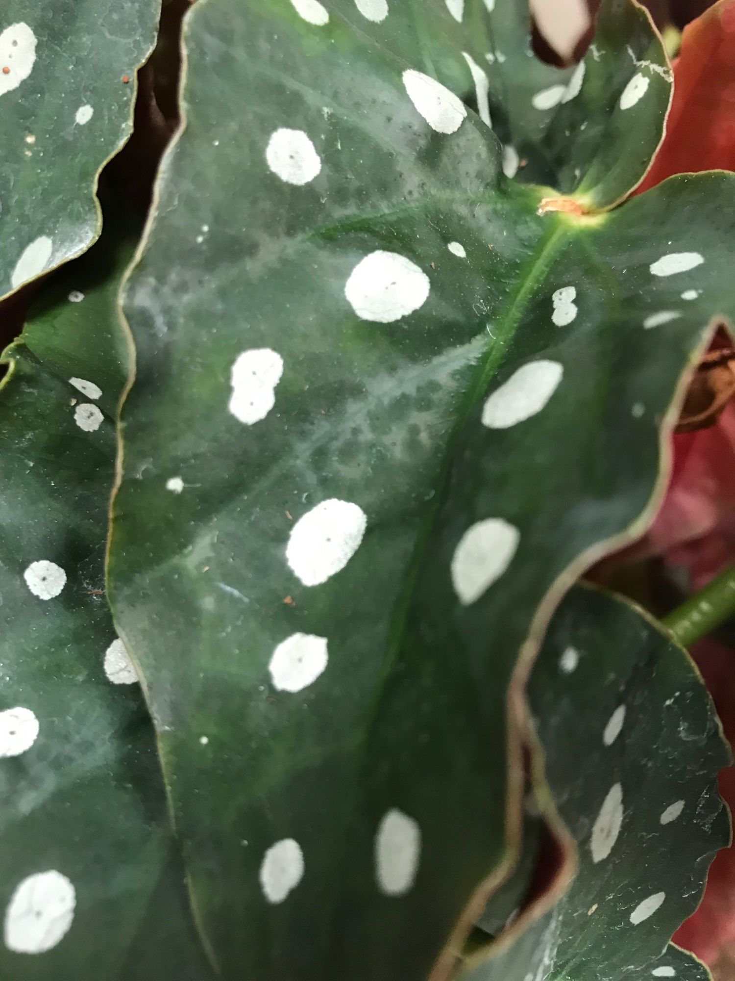 Growing a Healthy Begonia Maculata (Polka Dot Plants)