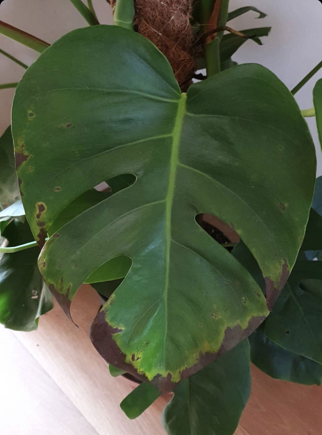 Top Tips For Monstera Deliciosa Cheese Plants