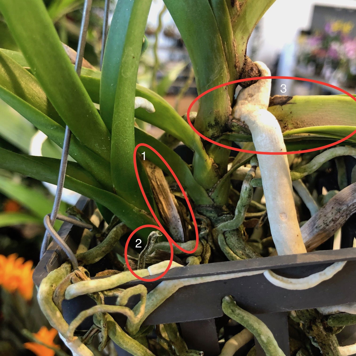 Our TOP TIPS for Vanda Orchids!