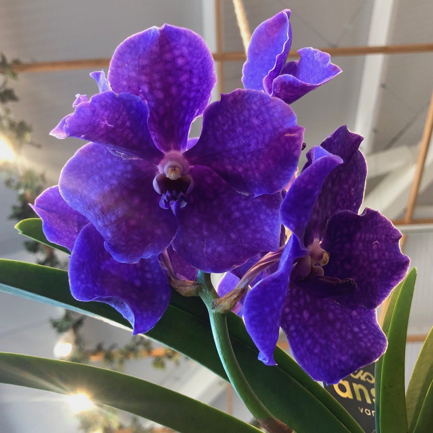 Our Top Tips For Vanda Orchids