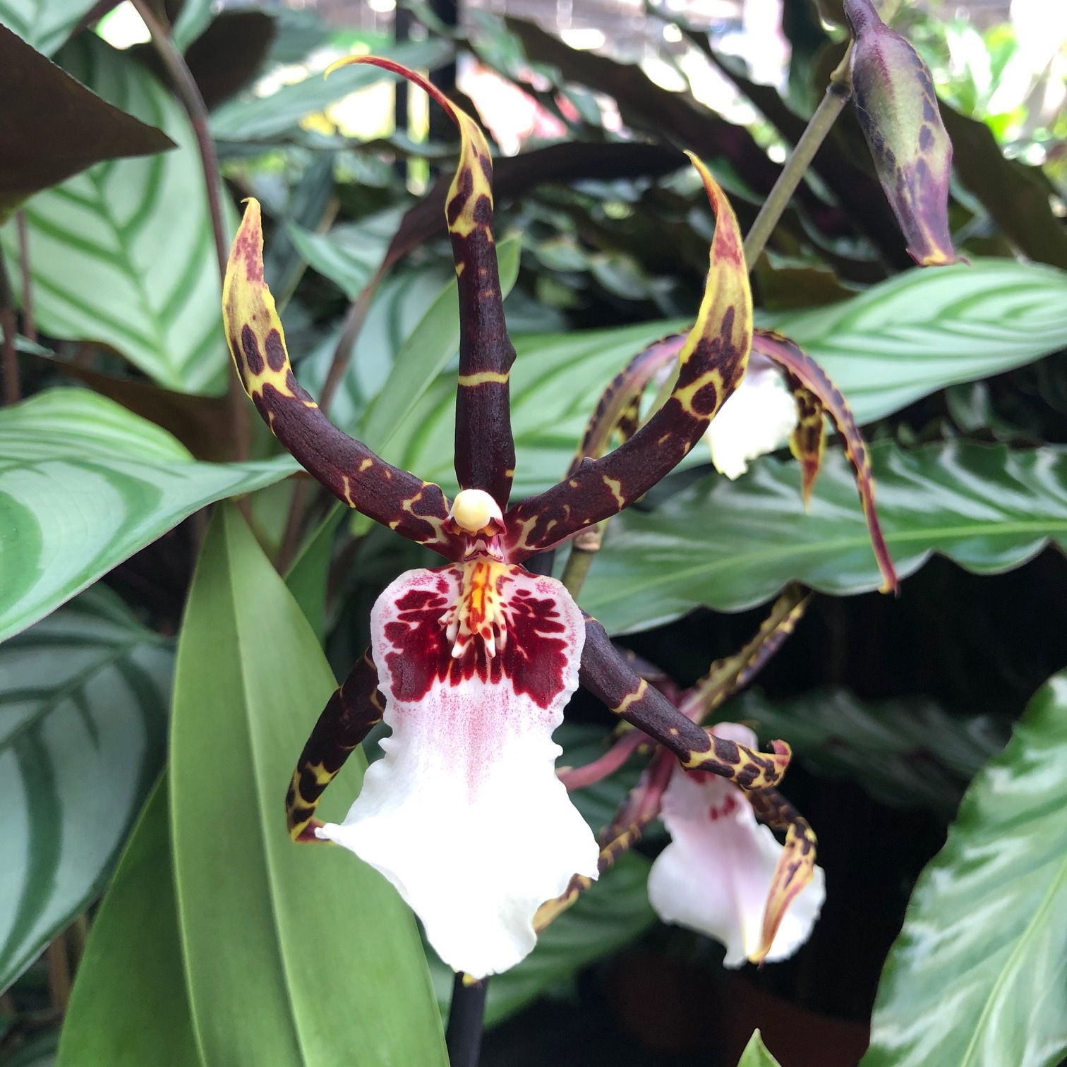 brassière the north face