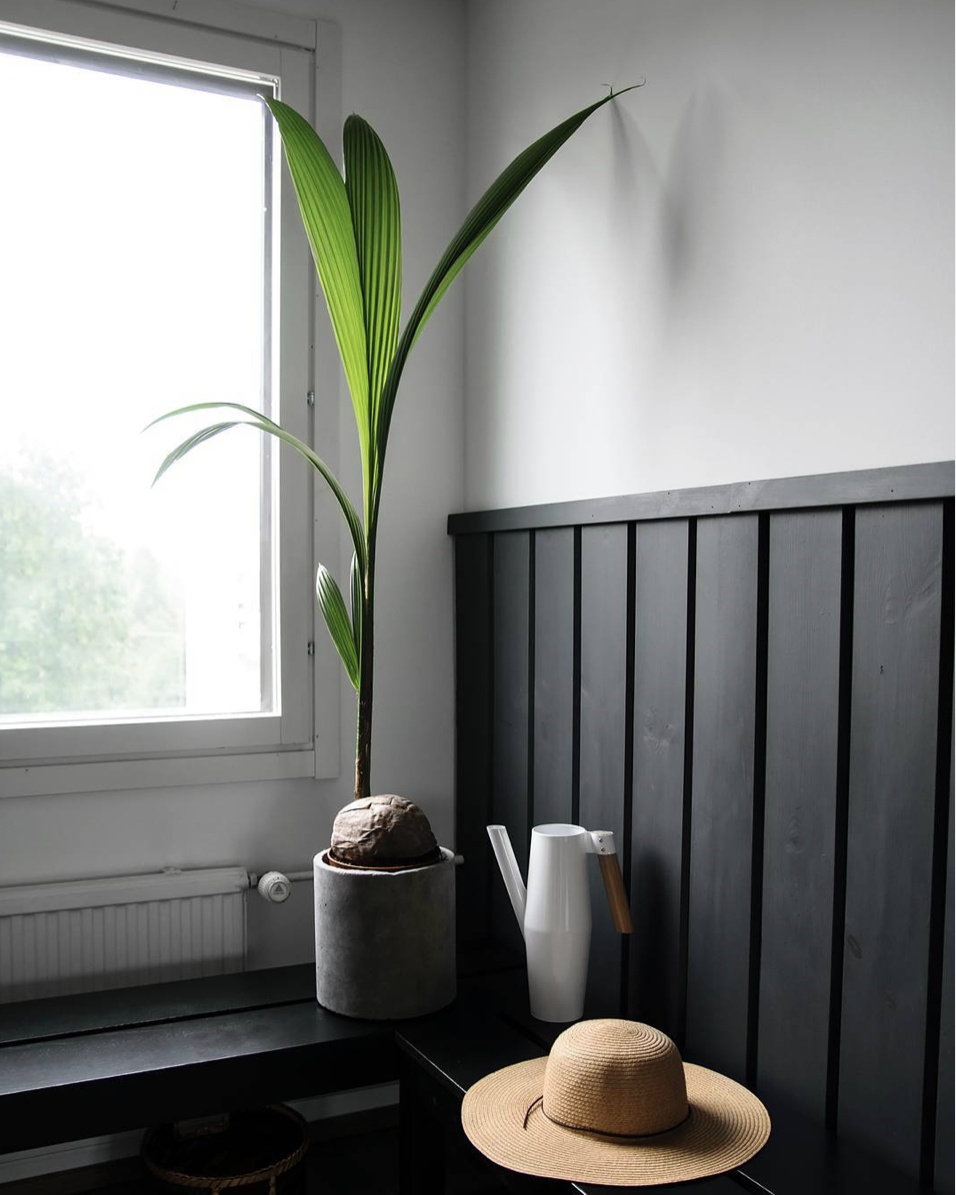 Our Care Guide For Coconut Palms