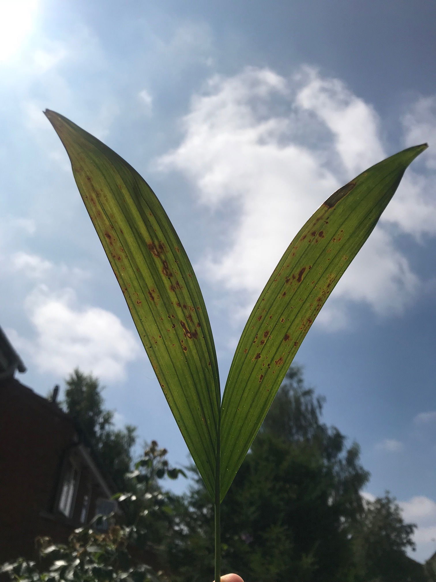 Our Care Guide For Coconut Palms