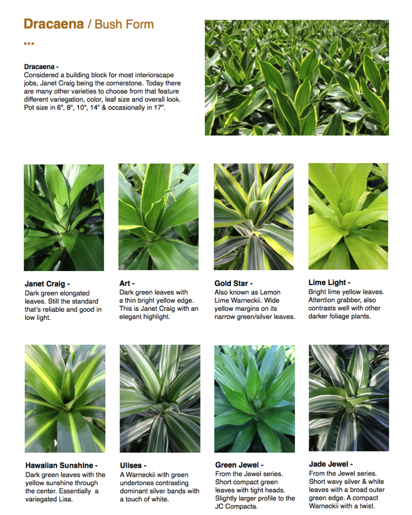 Care Guide for Dracaena Deremensis Craig, Lemon & Lime)