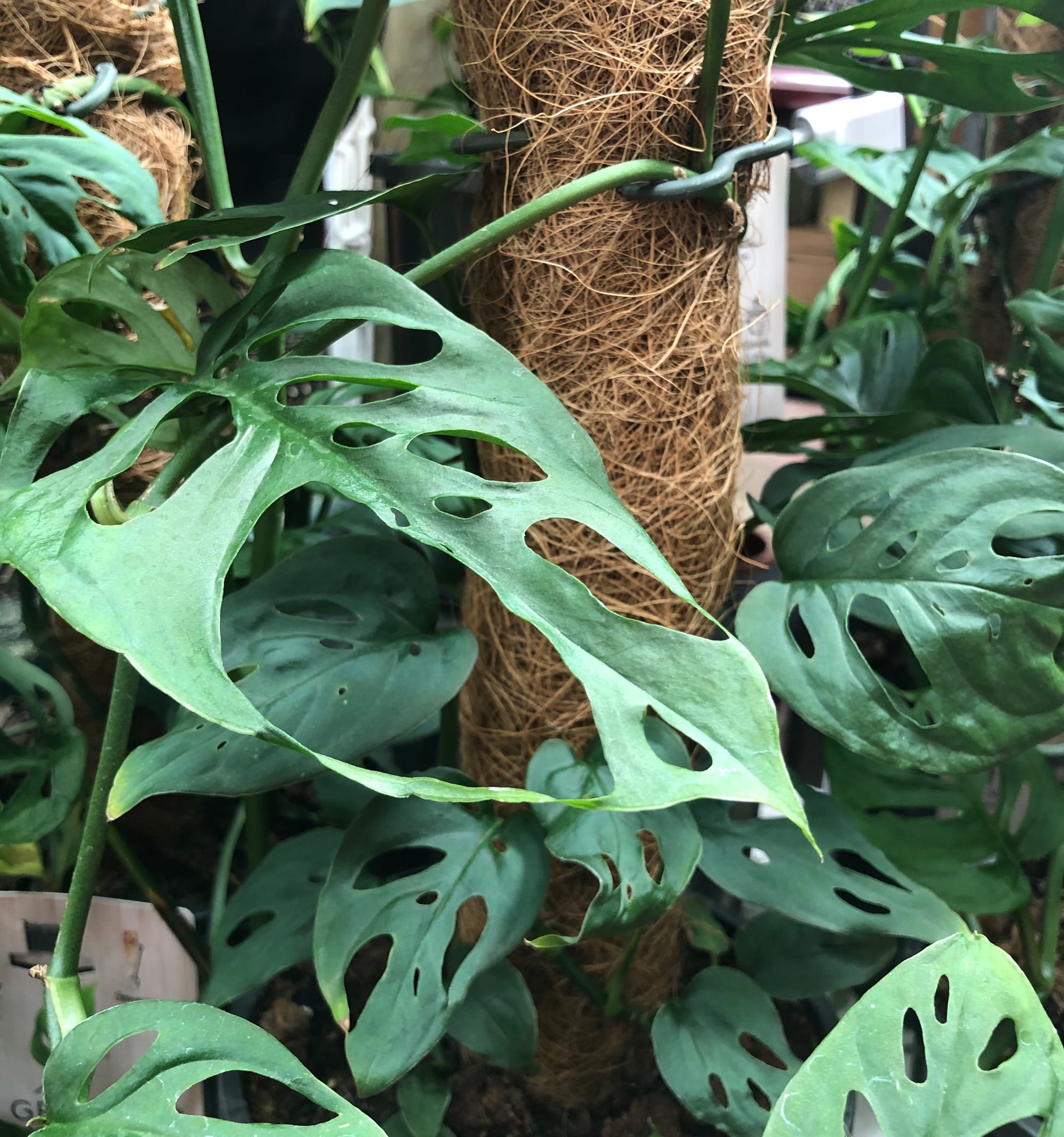 How to Successfully Grow MonkeyMask Plants