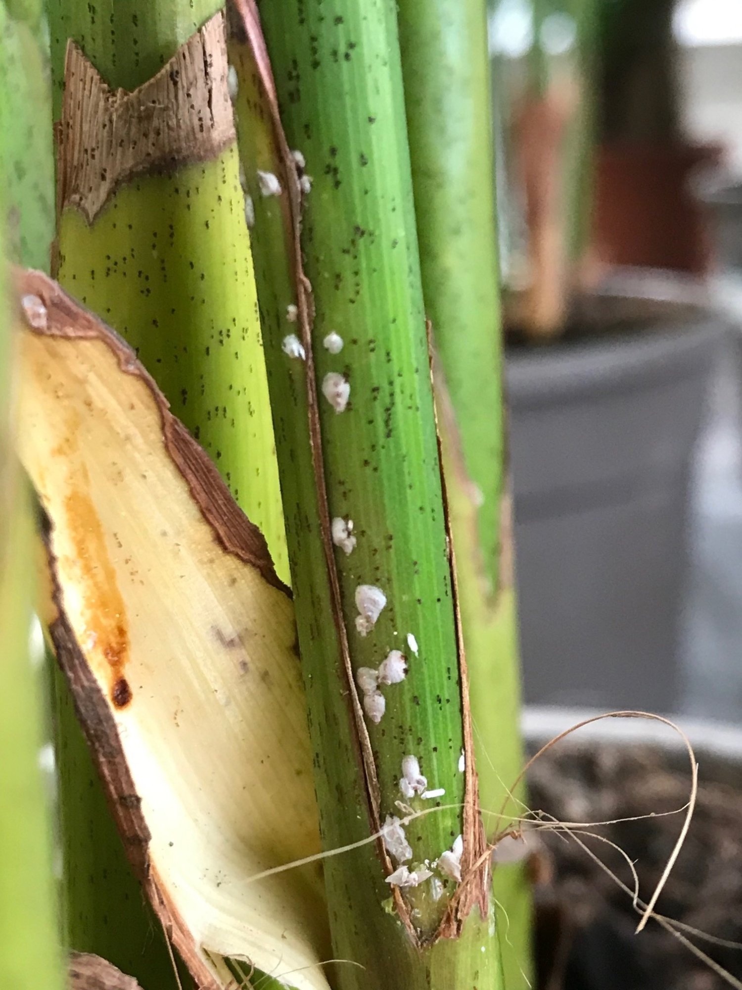 What Does Scale Look Like On Houseplants at Craig Maldonado blog