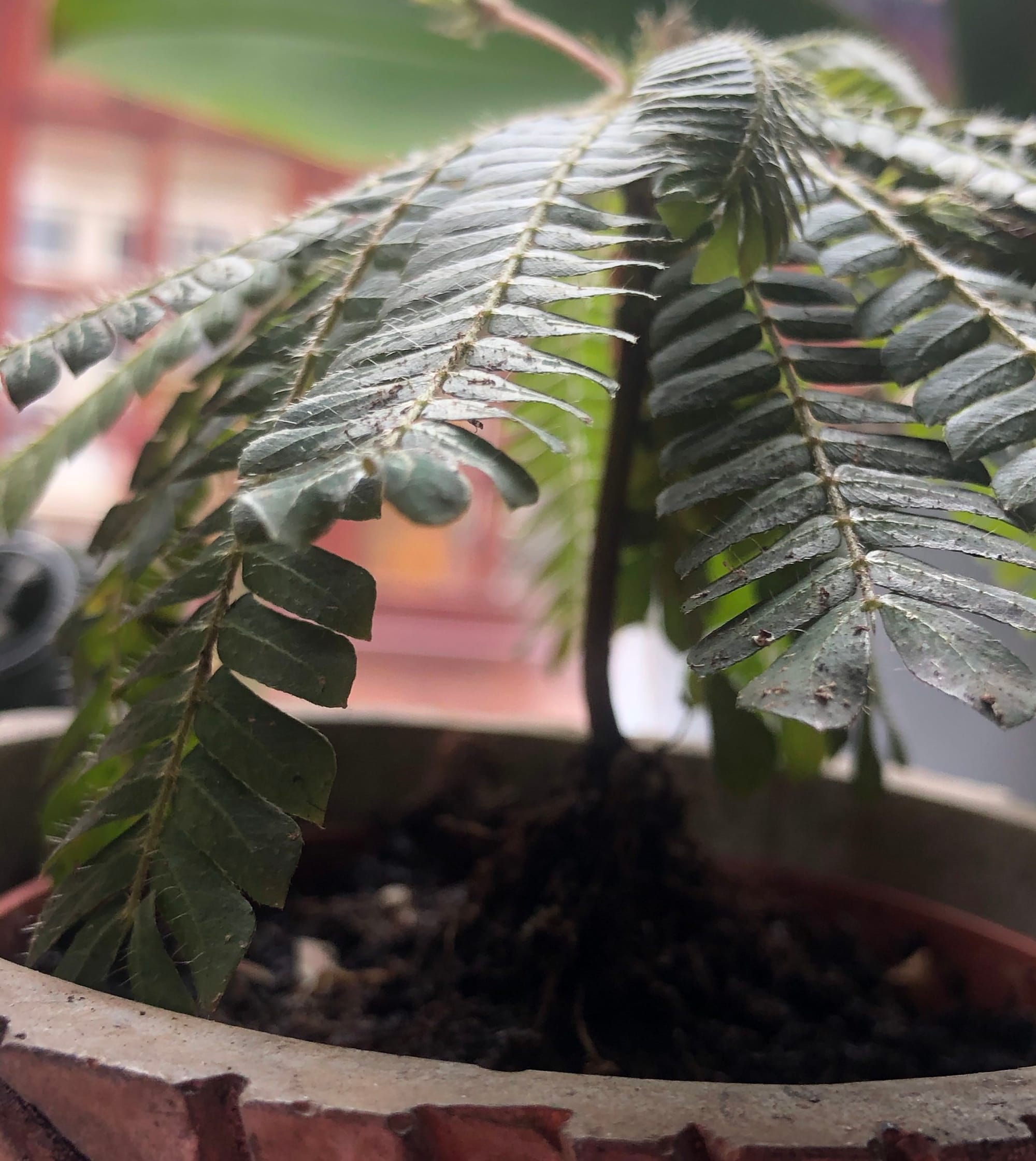 Growing Biophytum Sensitivum Indoors