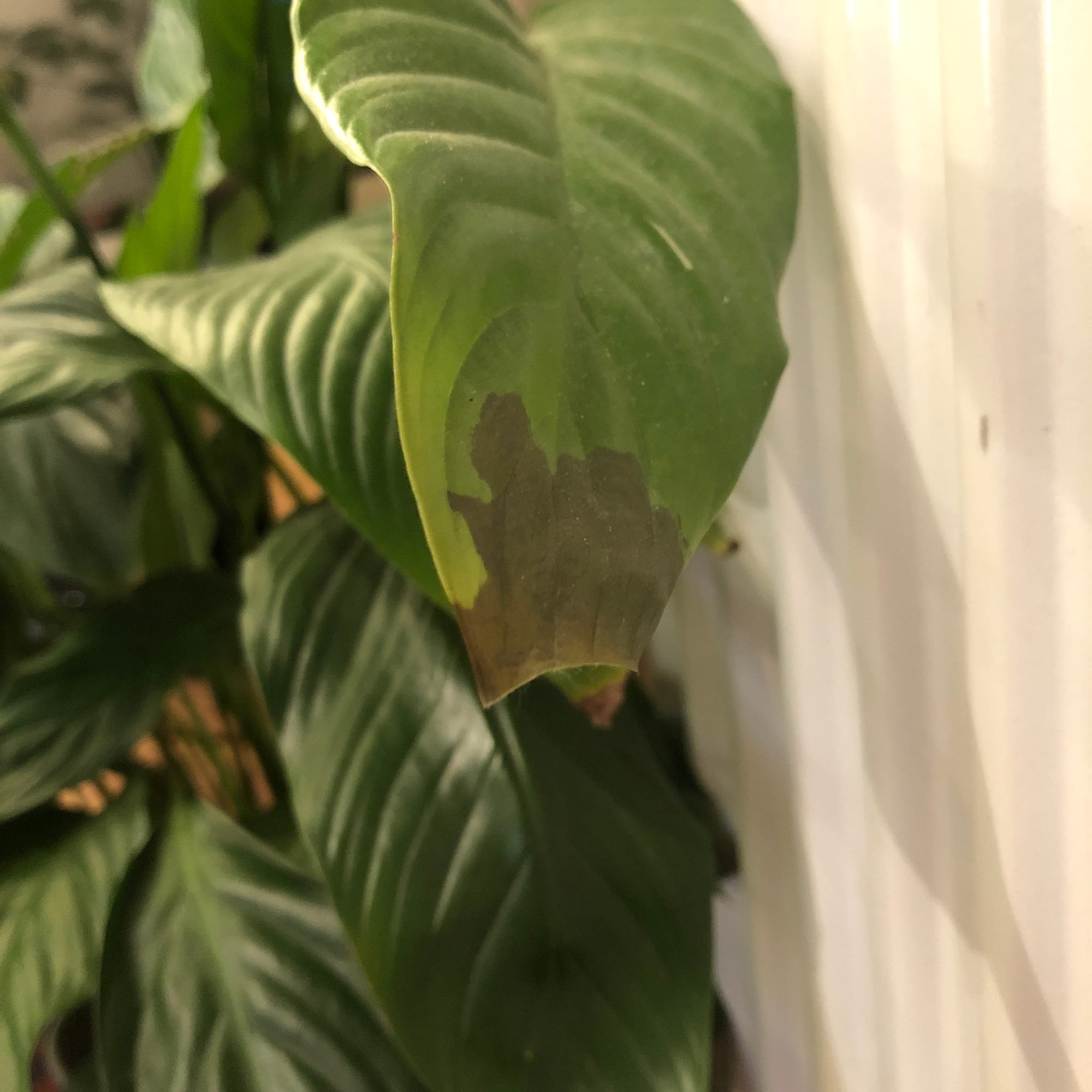 Caring for Peace Lilies (Spathiphyllum)