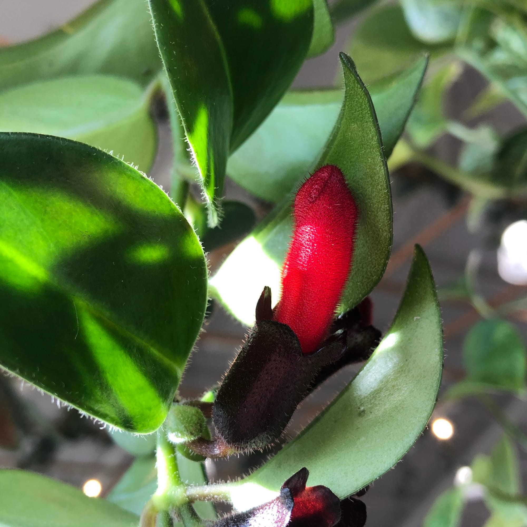 Our Cheatsheet for Lipstick Plants! (Aeschynanthus)