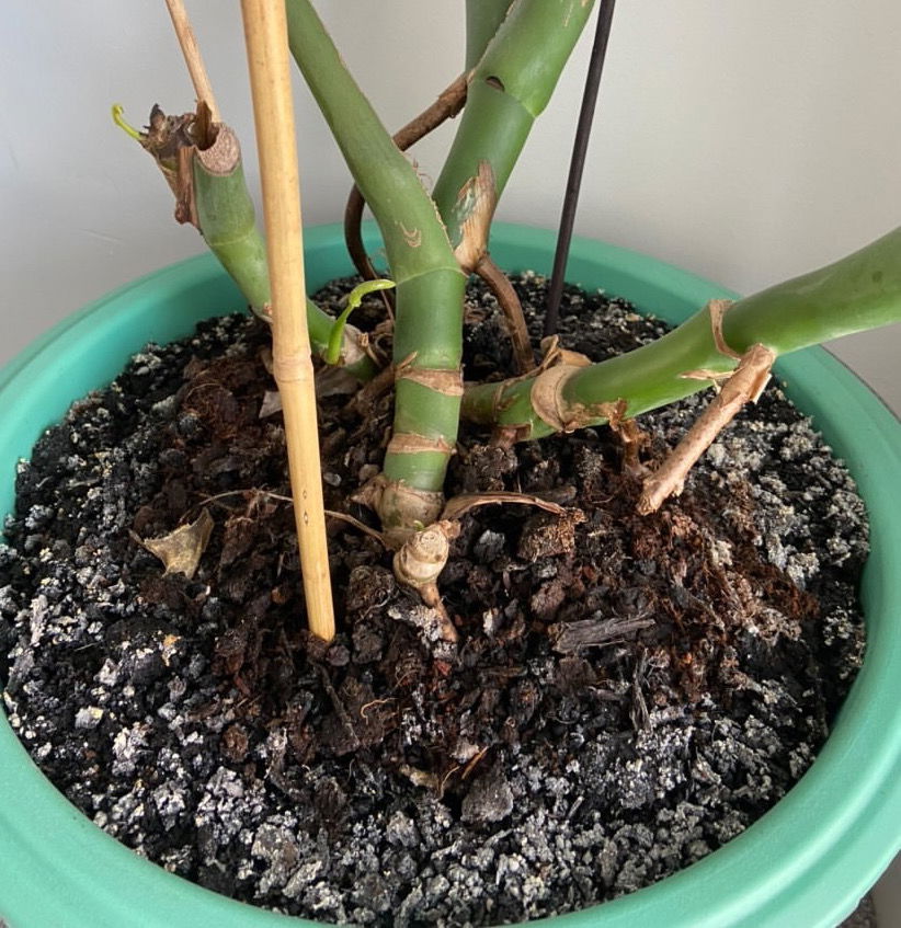 Top Tips For Monstera Deliciosa Cheese Plants