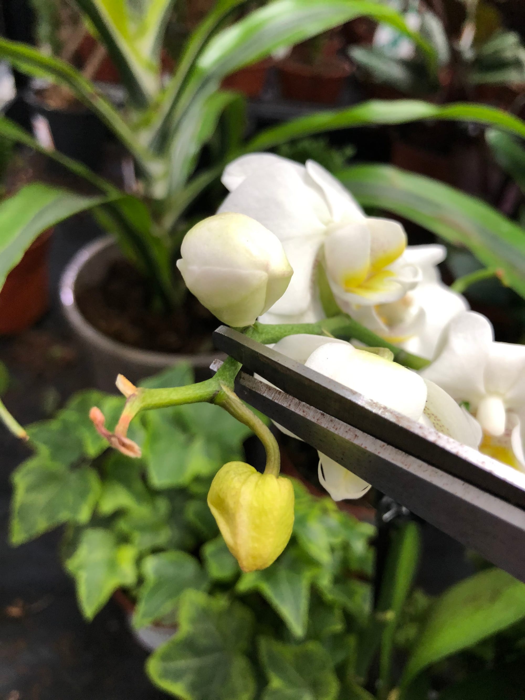 Our Complete Guide For Moth Orchids Phalaenopsis 