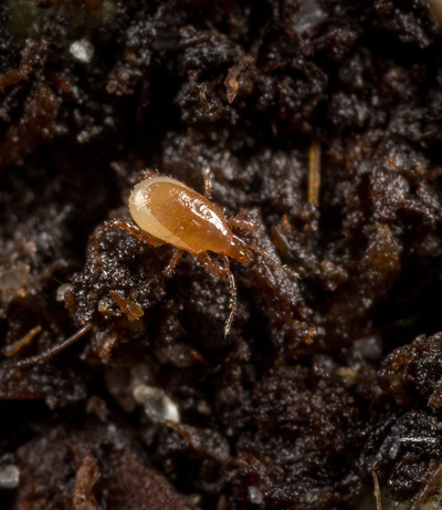 tiny bugs in houseplant soil