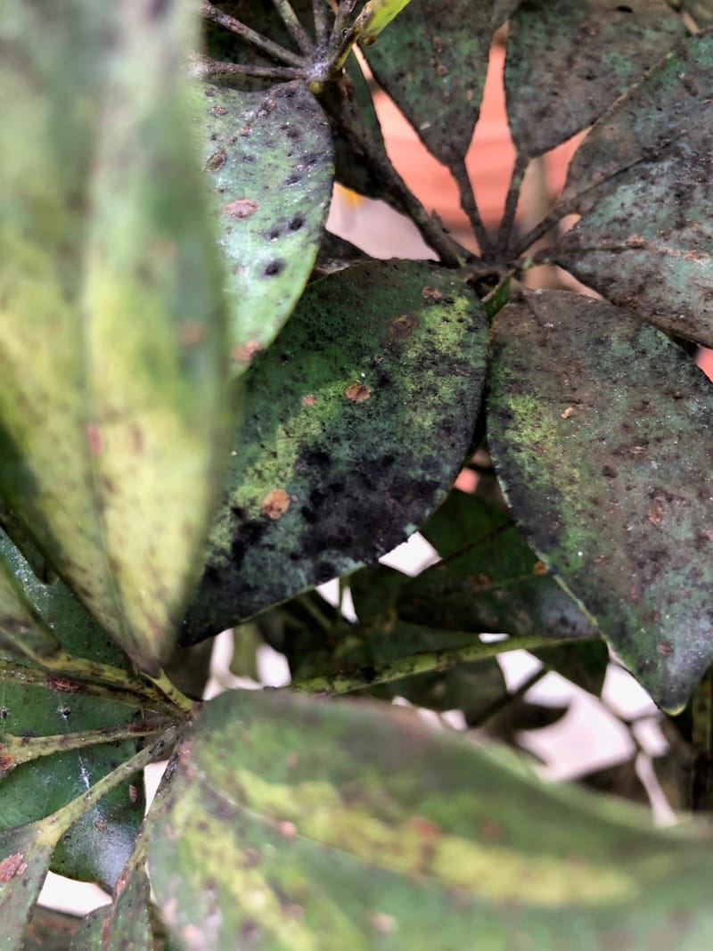 A List of Houseplant Diseases & Viruses