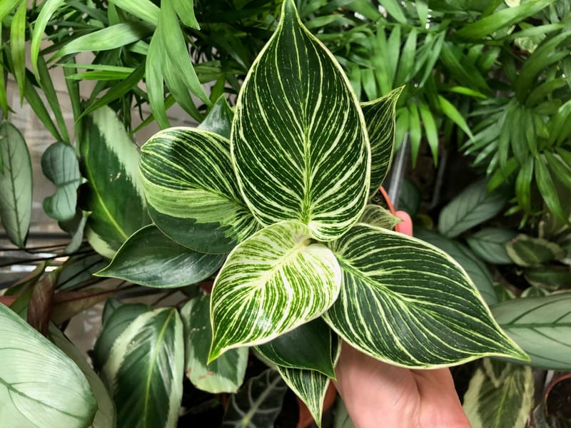 Philodendron Care And Advice