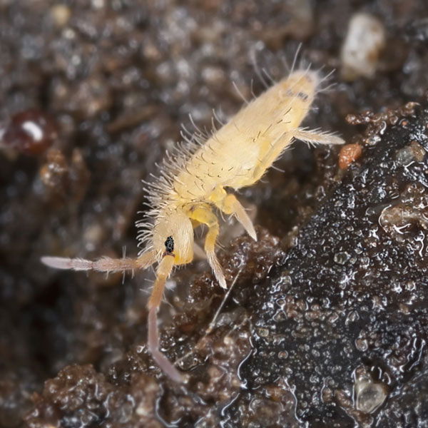 Identifying & Addressing Houseplant Springtails