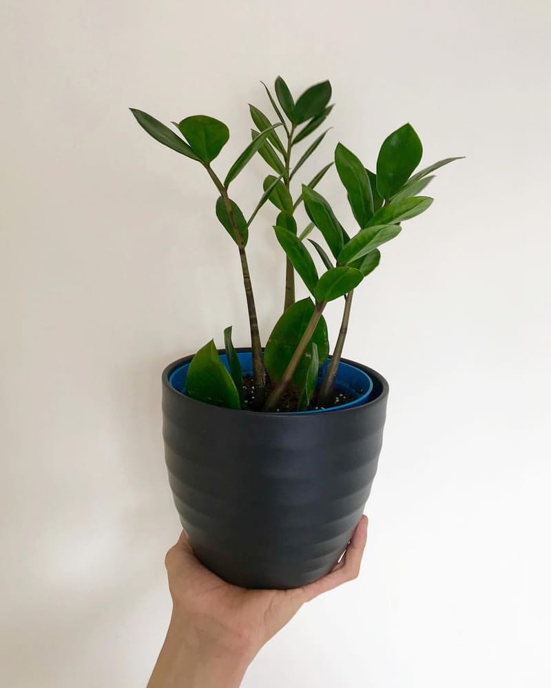 Our Guide On Zz Plant Care Our Guide On Zz Plant Care