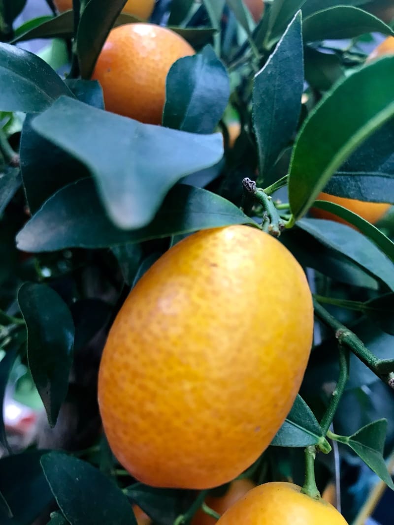 How to Grow Indoor Orange Trees!