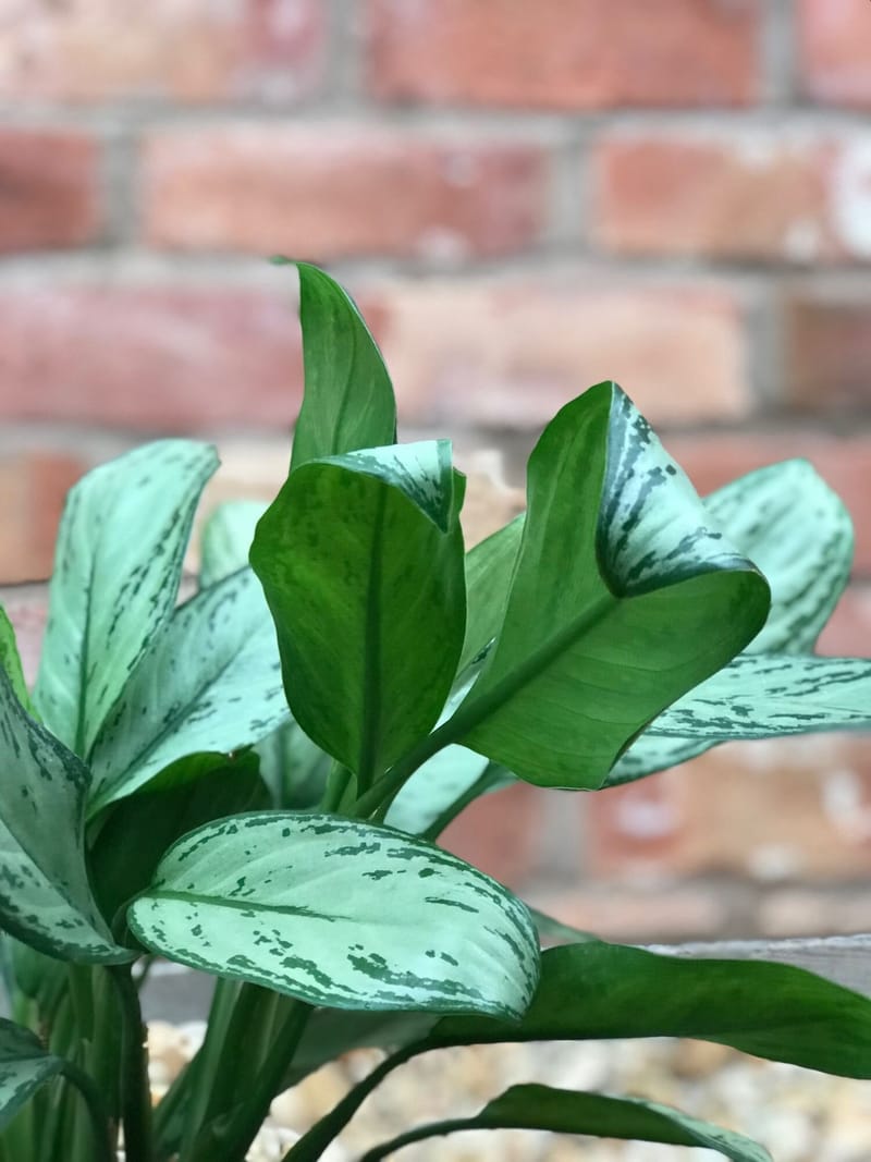 how-to-grow-successful-chinese-evergreens-aglaonema