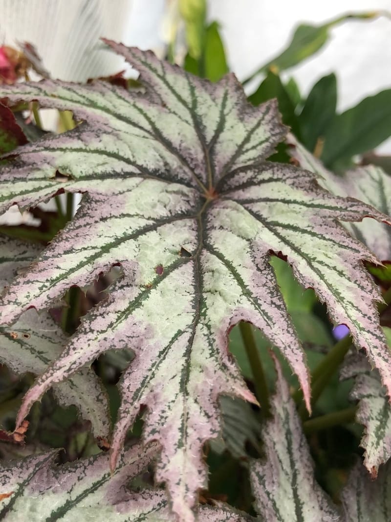 Our COMPLETE Guide for Indoor Begonia!