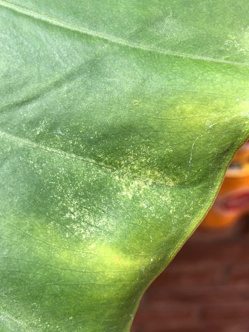chemical for spider mites