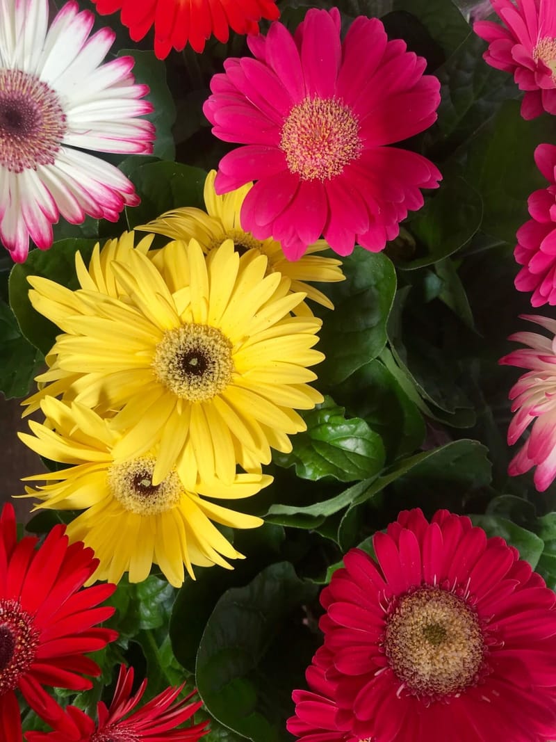 The ULTIMATE Guide for Indoor Gerbera (Barberton Daisies)