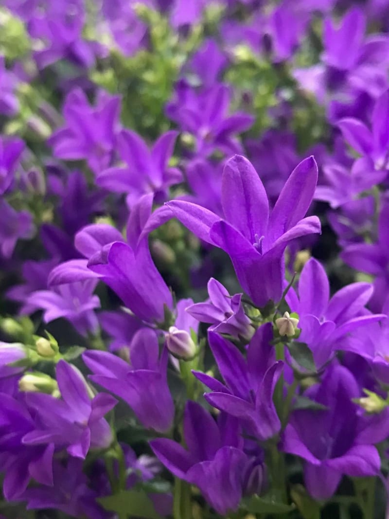 Growing Healthy Indoor Campanula! (Bell-Flowers)