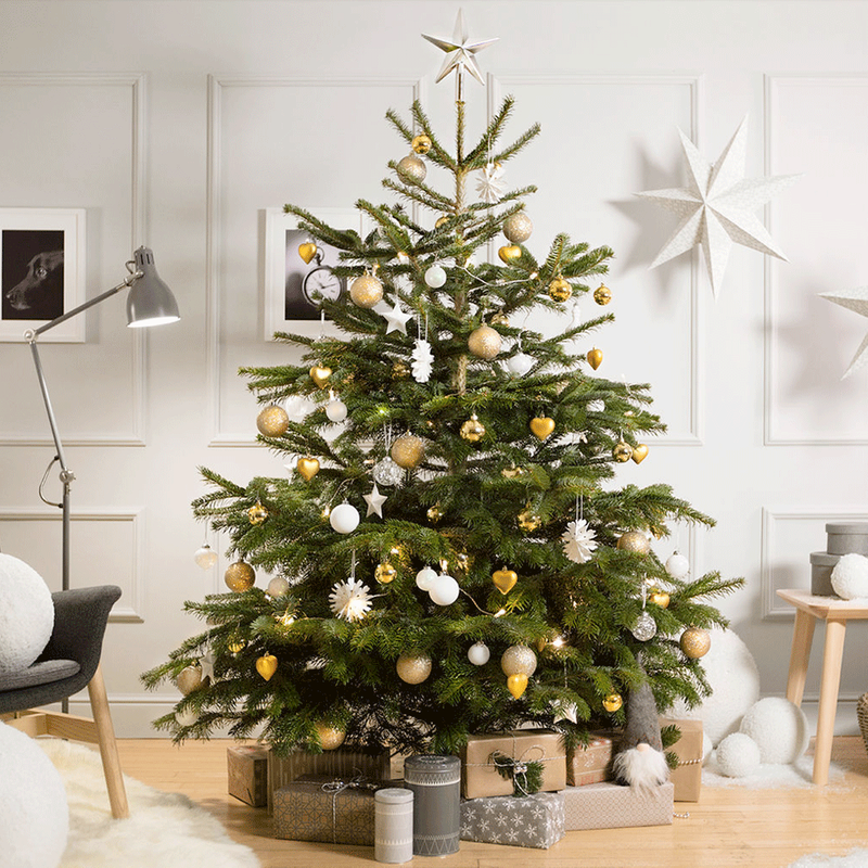 Caring for a Potted Christmas Tree Indoors &amp; What to Do